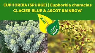 EUPHORBIA  SPURGE  Euphorbia characias  GLACIER BLUE amp ASCOT RAINBOW [upl. by Mosira]