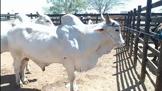 Muito Gado bom nos Currais da Feira de animais em Tabira PE [upl. by Elboa]