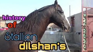 Stallion dilshans  जानिए किसने गिफ्ट किया यह घोड़ा फुल सिंह जी को [upl. by Wallache166]