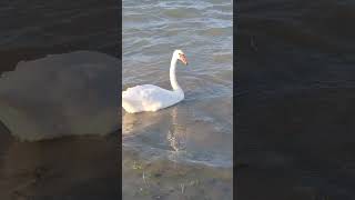 Beautiful Swan on the Black Sea at Mangalia Beach Romania [upl. by Lezah]