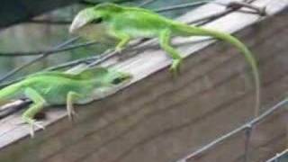 Anole Wars the movie [upl. by Rennie]