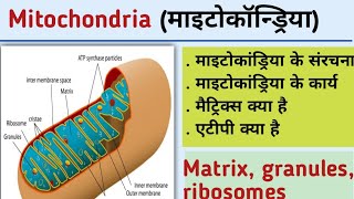 Mitochondriaमाइटोकॉन्ड्रियाmitochondria full lecture in hindimatrixinner membranouter membrane [upl. by Danita618]