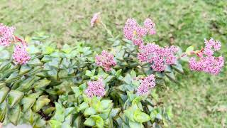 Crassula Rupestris “High Voltage “ Plant Care [upl. by Crispin406]