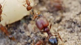 Pheidole species ant major soldier on the rampage smashing Tetramorium bicarinatum ants [upl. by Assirol]