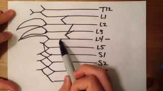 How to Draw the Lumbosacral Plexus [upl. by Latihs]