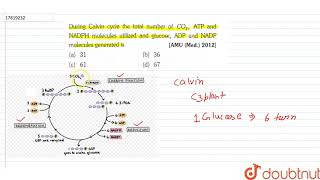 During Calvin cycle the total number of CO2 ATP and NADPH molecules uitlized abd [upl. by Eenor]