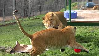 Ligers Play With quotEaster Eggsquot at Turpentine Creek Wildlife Refuge [upl. by Annav88]