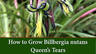 How to Grow Queens Tears or Friendship Plant  Billbergia nutans [upl. by Enilekaj]