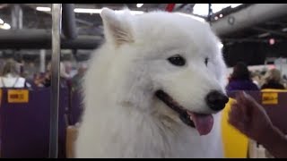 The Smiling Samoyed [upl. by Anauj]