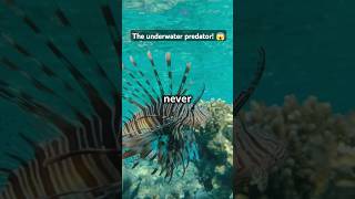 Lionfish The underwater predator  shorts fish [upl. by Anaet]