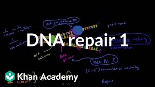 DNA repair 1  Biomolecules  MCAT  Khan Academy [upl. by Imiaj]