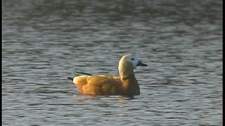 Tadorne casarca  Ruddy Shelduck  Tadorna ferruginea [upl. by Wynne167]