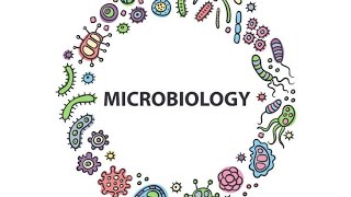 Shigella Microbiology Pathology MBBS [upl. by Leseil]