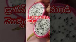 Dragon fruit plants from fresh fruit teluguvlogs gardeninggrowingplantstelugushortsytshorts [upl. by Erwin]