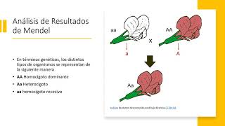Genética video [upl. by Ahsemac]