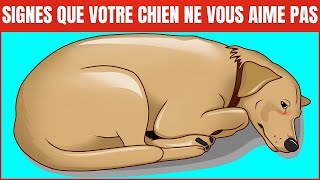 14 signes que votre chien ne vous aime pas  Incroyablement Top [upl. by Hervey509]