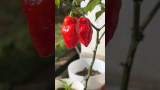 Beautiful spicy king chilli 🤤🤤🥰🥰 youtubeshorts houseplant plants reels kingchilli chilli [upl. by Davidoff245]