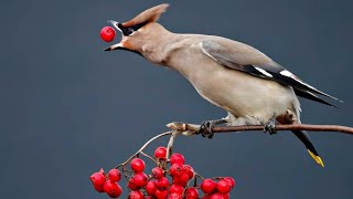 Bohemian Waxwing [upl. by Ettennahs813]