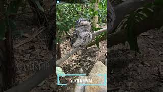 ちょっと動いたオーストラリアガマグチヨタカ Move Tawny Frogmouth [upl. by Eikram]