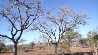 Leopard hunting monkey at Sabi Sands [upl. by Tekla]