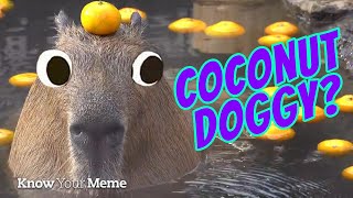 Why Capybara Memes Are Everywhere  Know Your Meme [upl. by Stauffer96]