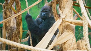 A Western lowland gorilla has arrived at London Zoo – just in time for Christmas [upl. by Sharron]