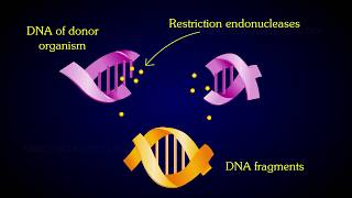 The Events Of Recombinant DNA Technology [upl. by Tumer]