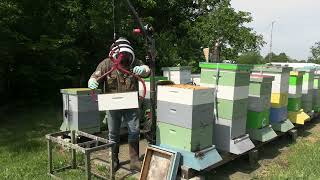 beekeeping  checking the bees and using beehive lifterhive 1 bees [upl. by Warrick]