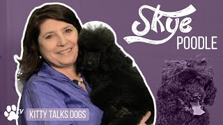 Kitty Talks Dogs grooming Skye the Miniature Poodle  TRANSGROOM [upl. by Mairym]