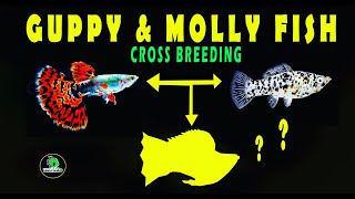 Guppy amp molly fish crossbreeding project  golly fish amp muppy fish rahulsworld [upl. by Accever442]