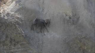 Bighorn Ram Mojave Desert Southern California [upl. by Gustavo614]