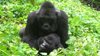 RARE FOOTAGE  Silverback Mountain Gorilla Mating in Bwindi Impenetrable Forest [upl. by Maroj]