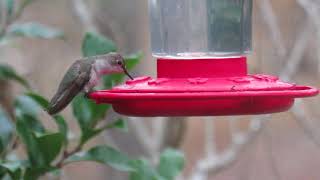 Blackchinned Hummingbird Archilochus alexandri Female At Feeder [upl. by Rafter]