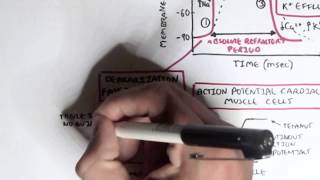 Cardiology  Heart Physiology II Muscle contraction and Pacemaker activity [upl. by Nevil]