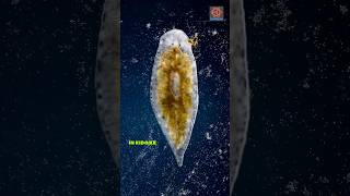 Amazing regeneration ability of planarian  flatworm [upl. by Kensell]