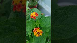 Lantana Plant gardening [upl. by Apeed]