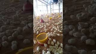 Inside ChickenFamily Where Every Chicks Journey Begins 🐥🌱 [upl. by Oribella]