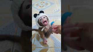 Piku wears a hat monkey animals trendingshorts cute memes viral funny love baby shorts [upl. by Jarl]