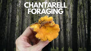 Chantarelle Nature Walk and Forage [upl. by Adamek]