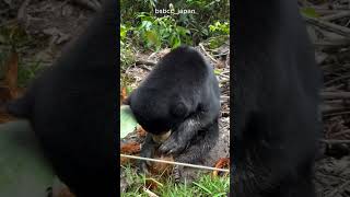 oso malayo pelando un coco [upl. by Ayerf]