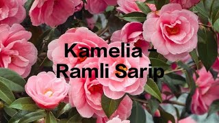 Lirik Lagu Kamelia  Ramli Sarip [upl. by Kristos]