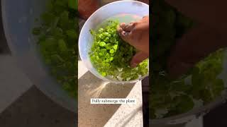 Cleaning plants plants beautiful soilpot soillove garden soiltypes farming propagation edit [upl. by Urial]