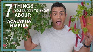 7 Things You Ought to Know About Acalypha Hispida Care The Chenille Plant The Fuzziest Houseplant [upl. by Aremaj169]