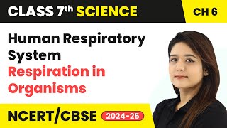 Human Respiratory System  Respiration in Organisms  Class 7 Science Chapter 6  CBSE 202425 [upl. by Albertson732]