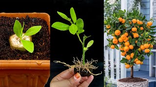 How to Propagate orange tree from cutting in a banana  100 success with banana [upl. by Durr673]