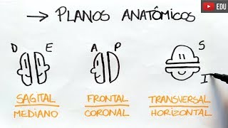 Aula introdução a anatomia parte 2 [upl. by Wexler]