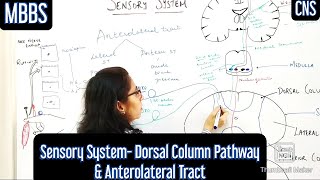 Sensory System Dorsal Column Pathway Anterolateral Tract mbbs medicine neetpg usmle [upl. by Maice]