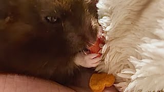 Hamster enjoying crunchy snacks ASMR [upl. by Elyk719]