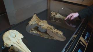 Richard Dawkins Show me the intermediate fossils  Nebraska Vignettes 1 [upl. by Kcirdes]