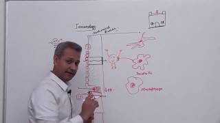 Basic Mechanism of Phagocytosis [upl. by Trotter]